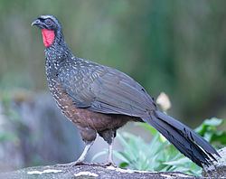 Dusky-legged guan httpsuploadwikimediaorgwikipediacommonsthu