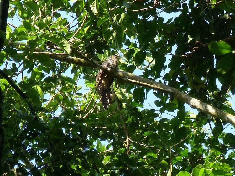 Dusky long-tailed cuckoo iGoTerra