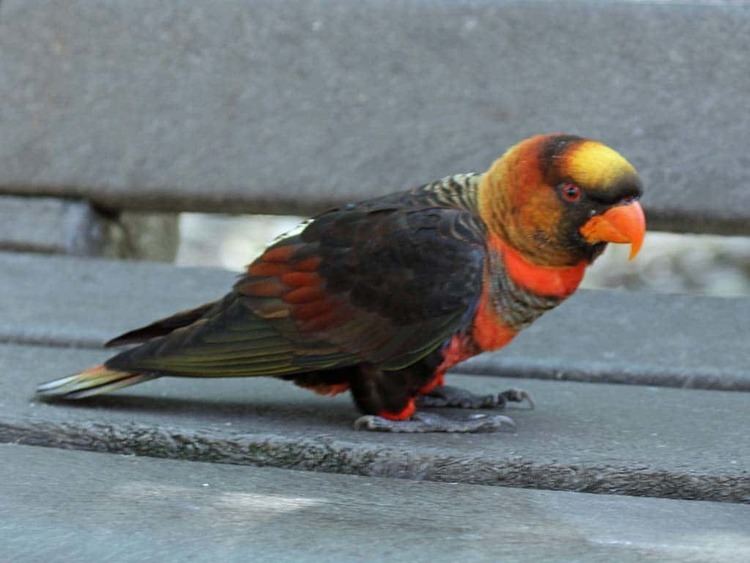 Dusky lory Dusky Lory Pseudeos fuscata Exotic birds Pets