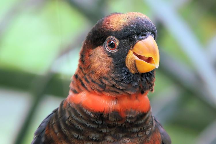 Dusky lory FileDusky Lory Woburn Safari Park 4558928640jpg Wikimedia