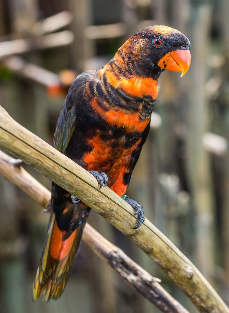 Dusky lory Dusky lory Wikipedia