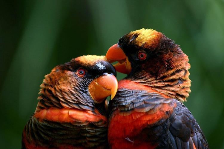 Dusky lory Dusky Lory birdsville