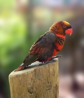 Dusky lory httpswwwparrotsorgimagesencyclopedia12205