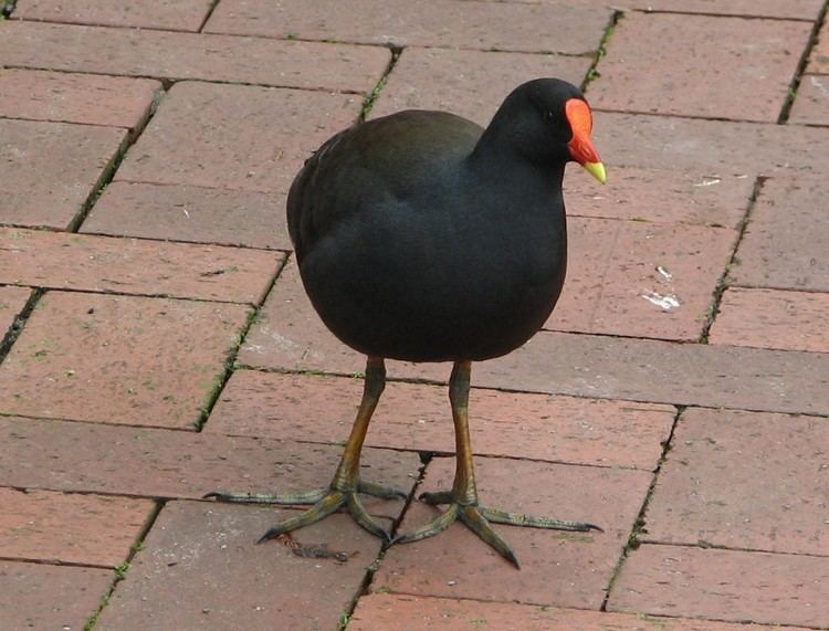 Dusky moorhen Dusky Moorhens Trevor39s Birding