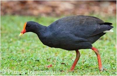 Dusky moorhen Dusky Moorhen