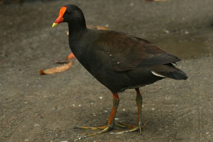 Dusky moorhen Dusky moorhen New Zealand Birds Online