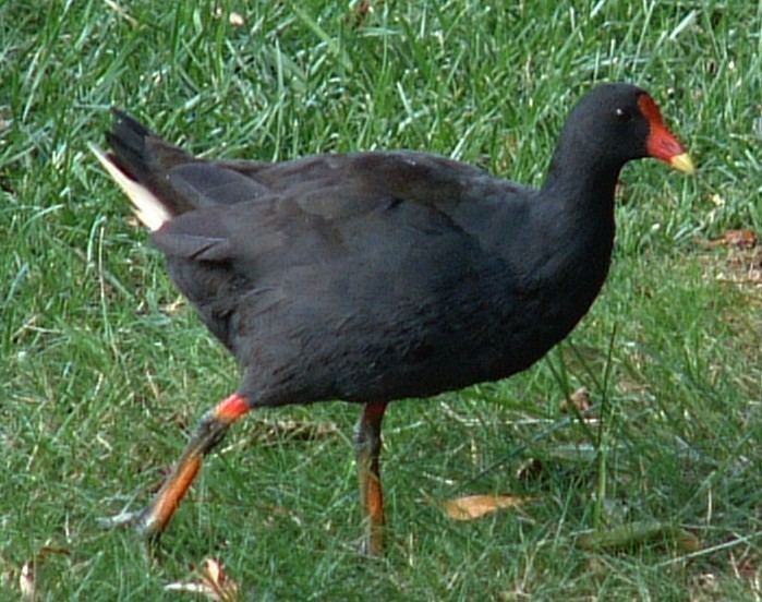 Dusky moorhen Australia Birds 2