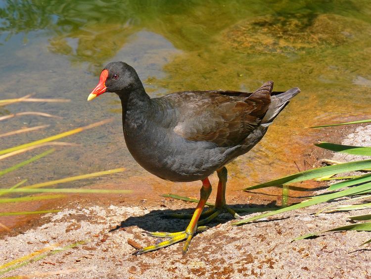 Dusky moorhen Dusky moorhen Wikipedia