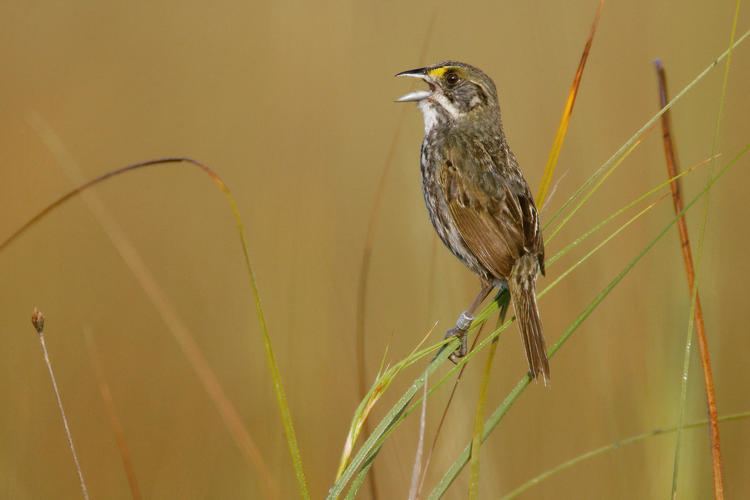 Dusky seaside sparrow Seaside Sparrow Audubon Field Guide