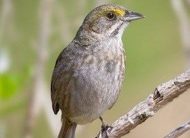 Dusky seaside sparrow Seaside Sparrow Life History All About Birds Cornell Lab of