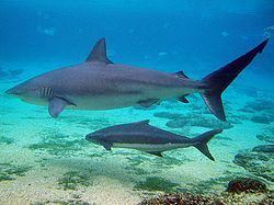 Dusky shark httpsuploadwikimediaorgwikipediacommonsthu