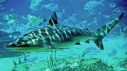 Dusky shark Dusky shark Wikipedia
