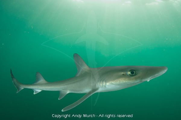 Dusky smooth-hound Dusky smoothhound shark information and pictures of smooth dogfish