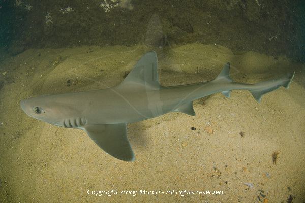 Dusky smooth-hound Smooth Dogfish Pictures Images of Dusky Smoothhounds