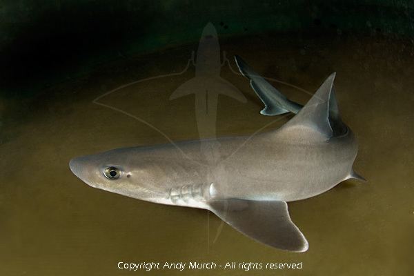 Dusky smooth-hound Smooth Dogfish Pictures Images of Dusky Smoothhounds