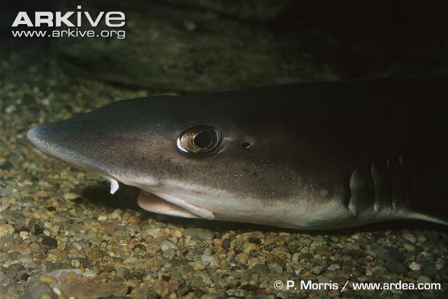 Dusky smooth-hound Dusky smoothhound photo Mustelus canis G88589 ARKive