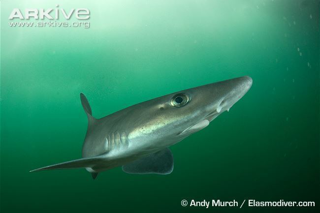 Dusky smooth-hound Dusky smoothhound videos photos and facts Mustelus canis ARKive