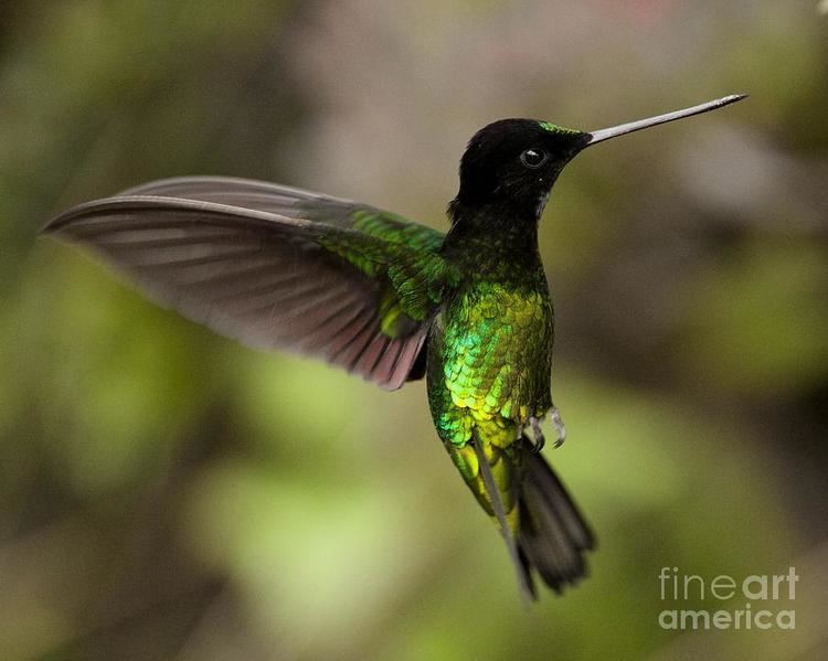 Dusky starfrontlet The Critically Endangered Dusky Starfrontlet Photograph by Bjorn