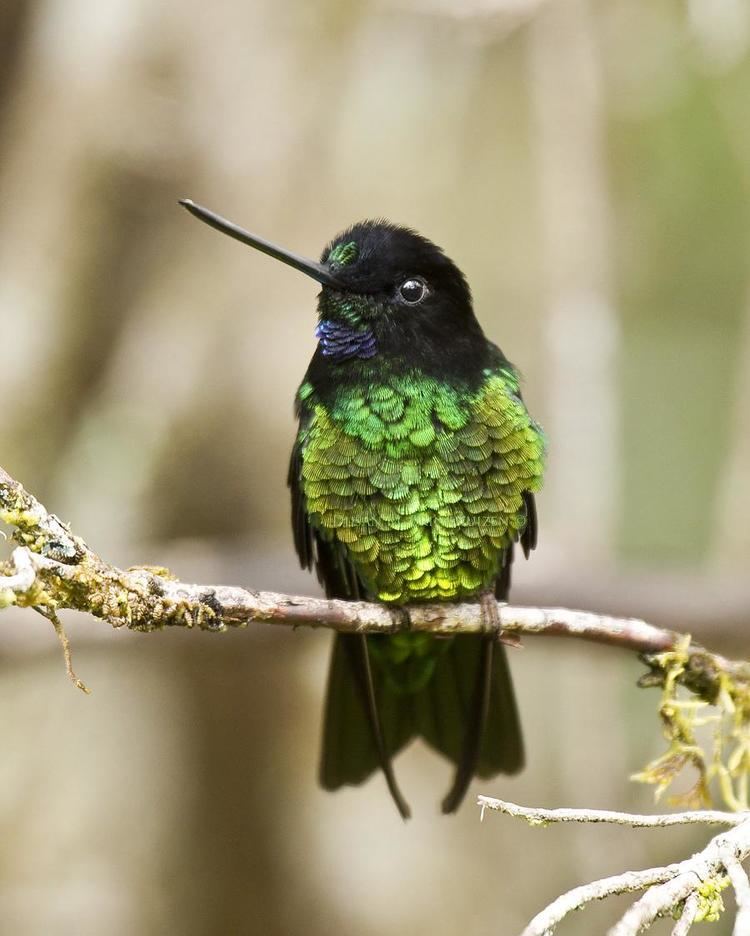 Dusky starfrontlet Glittering Starfrontlet Coeligena orina Adult male Dusky