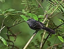 Dusky-tailed antbird httpsuploadwikimediaorgwikipediacommonsthu