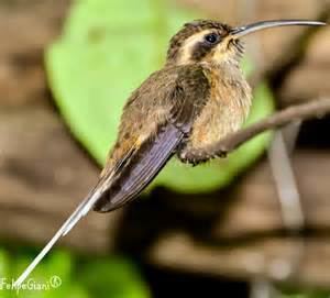 Dusky-throated hermit More on Phaethornis squalidus Duskythroated Hermit