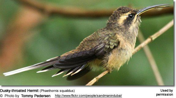 Dusky-throated hermit Duskythroated Hermits Phaethornis squalidus