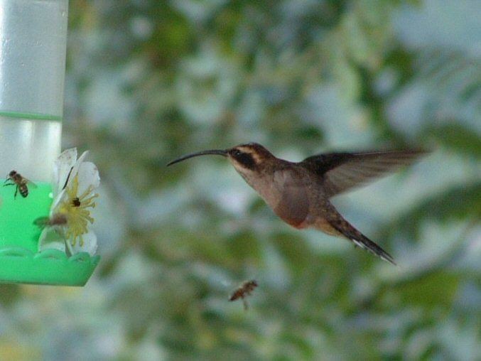 Dusky-throated hermit Mangoverde World Bird Guide Photo Page Duskythroated Hermit