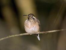 Dusky-throated hermit Duskythroated hermit Wikipedia