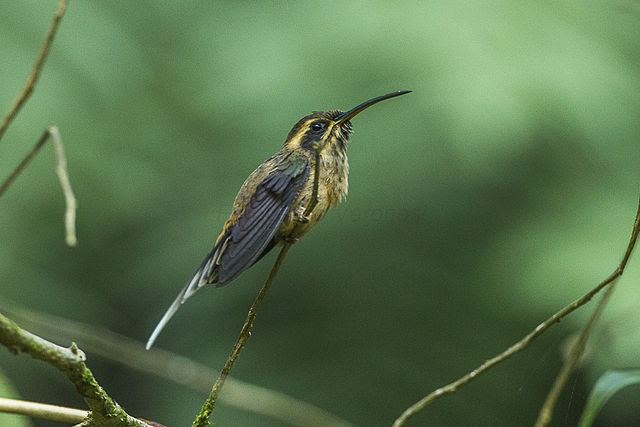 Dusky-throated hermit FileDuskythroated Hermit Intervales NP Brazil S4E9692