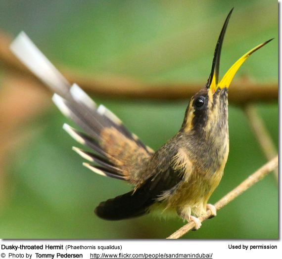 Dusky-throated hermit Hummingbirds on Pinterest