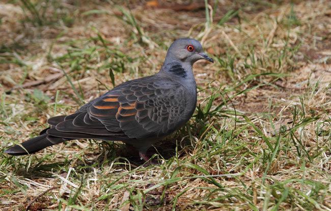 Dusky turtle dove Surfbirds Online Photo Gallery Search Results