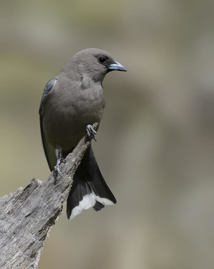 Dusky woodswallow Dusky woodswallow New Zealand Birds Online