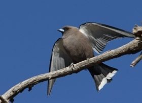 Dusky woodswallow Dusky Woodswallow BirdLife Australia