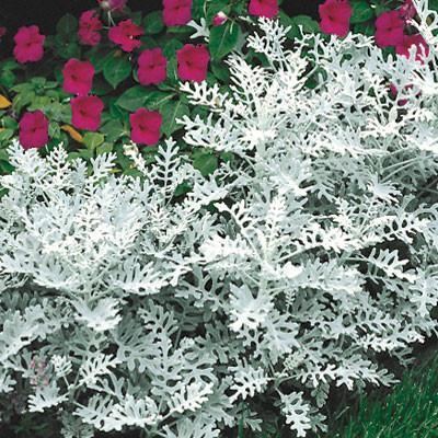 Dusty Miller (1900s outfielder) Dusty Miller Plant Care Types and Growing Tips