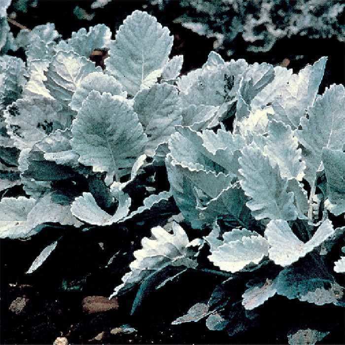 Dusty Miller (1900s outfielder) Cirrus Dusty Miller Horticultural Products Services HPS Seed