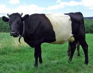 Dutch Belted Dutch Belted Cattle Heritage Livestock Breeds Sustainble Farming