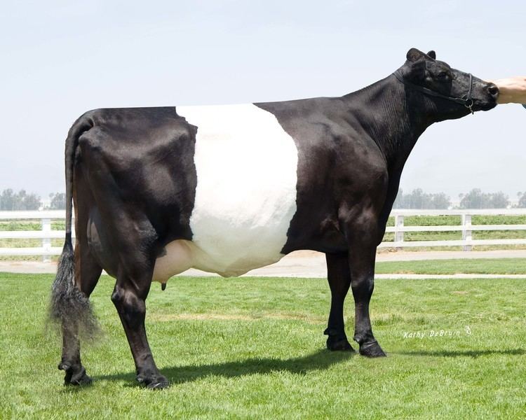 Dutch Belted 1000 images about Dutch Belted Dairy Cows on Pinterest Graphics