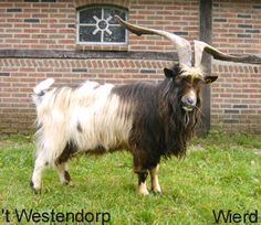 Dutch Landrace goat httpssmediacacheak0pinimgcom236x788f46