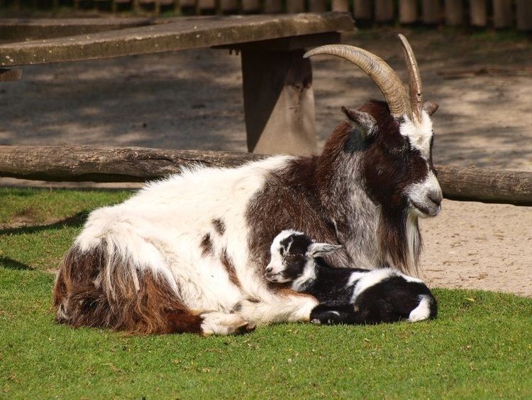 Dutch Landrace goat Dutch Landrace goat May 2nd 2015 ZooChat