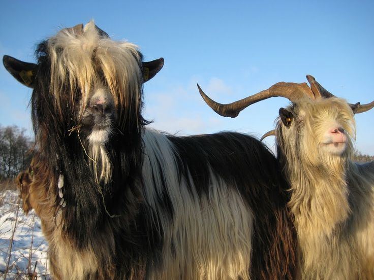 Dutch Landrace Goat Alchetron The Free Social Encyclopedia
