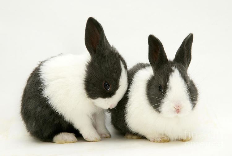 Dutch rabbit 1000 images about RABBITS DUTCH on Pinterest A bunny Female
