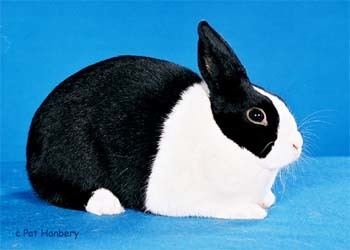 Dutch rabbit About the Breed