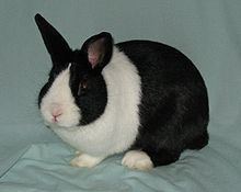 Dutch rabbit httpsuploadwikimediaorgwikipediacommonsthu