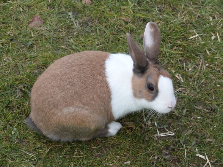 Dutch rabbit Dutch For Sale Rabbits Breed Information Omlet