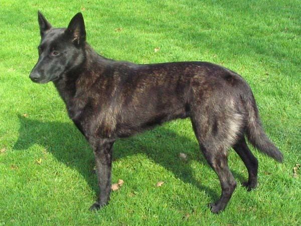 Dutch Shepherd Dog httpsuploadwikimediaorgwikipediacommons22