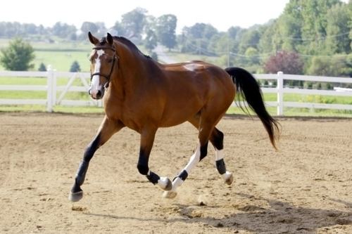 Dutch Warmblood Dutch Warmblood Horse Info Origin History Pictures Horse Breeds