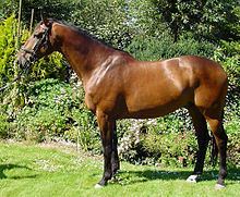 Dutch Warmblood httpsuploadwikimediaorgwikipediacommonsthu