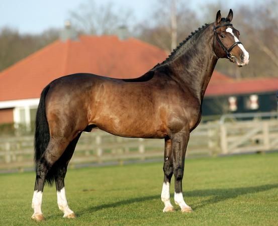 Dutch Warmblood 1000 ideas about Dutch Warmblood on Pinterest Horses Dressage