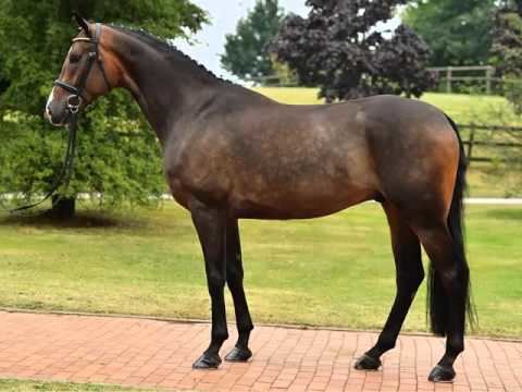 Dutch Warmblood Dutch Warmblood Horse Picture Ideas Of Horses YouTube