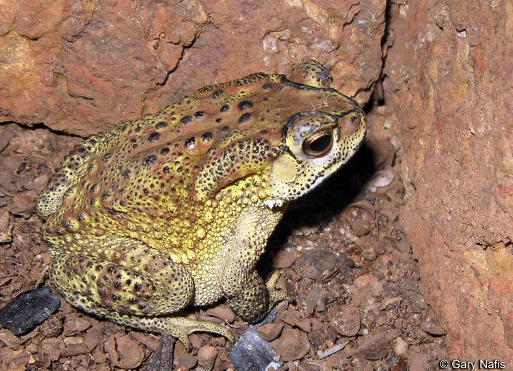Duttaphrynus Duttaphrynus melanostictus Asian common toad Bufo melanostictus